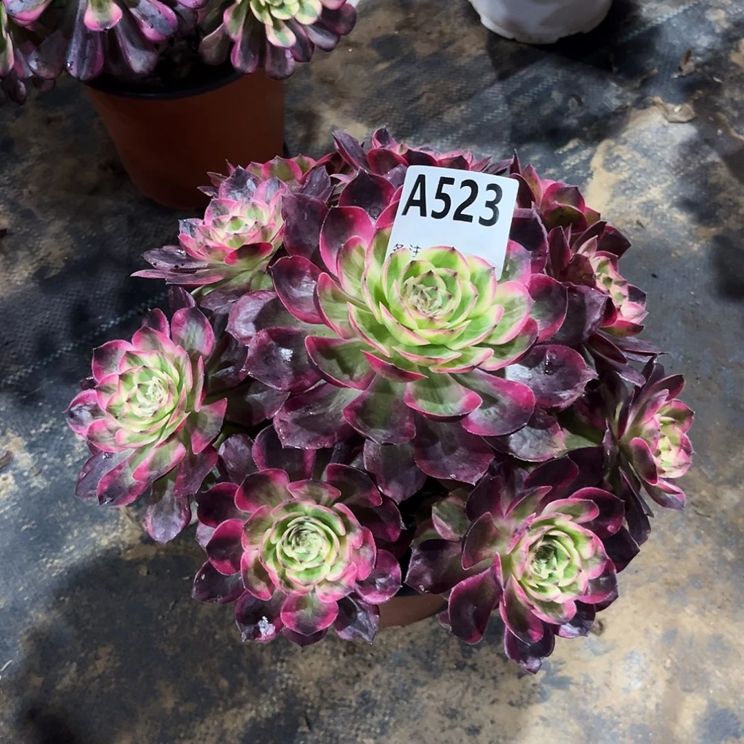 多肉植物云荷523多肉
