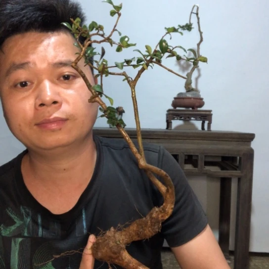 无花朵盆景素材（生桩不包成活率）