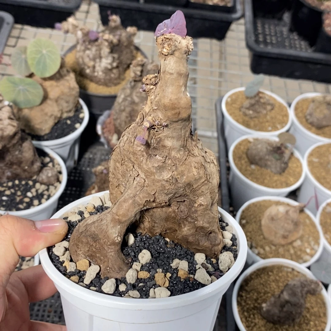 一叶龟多肉植物一个