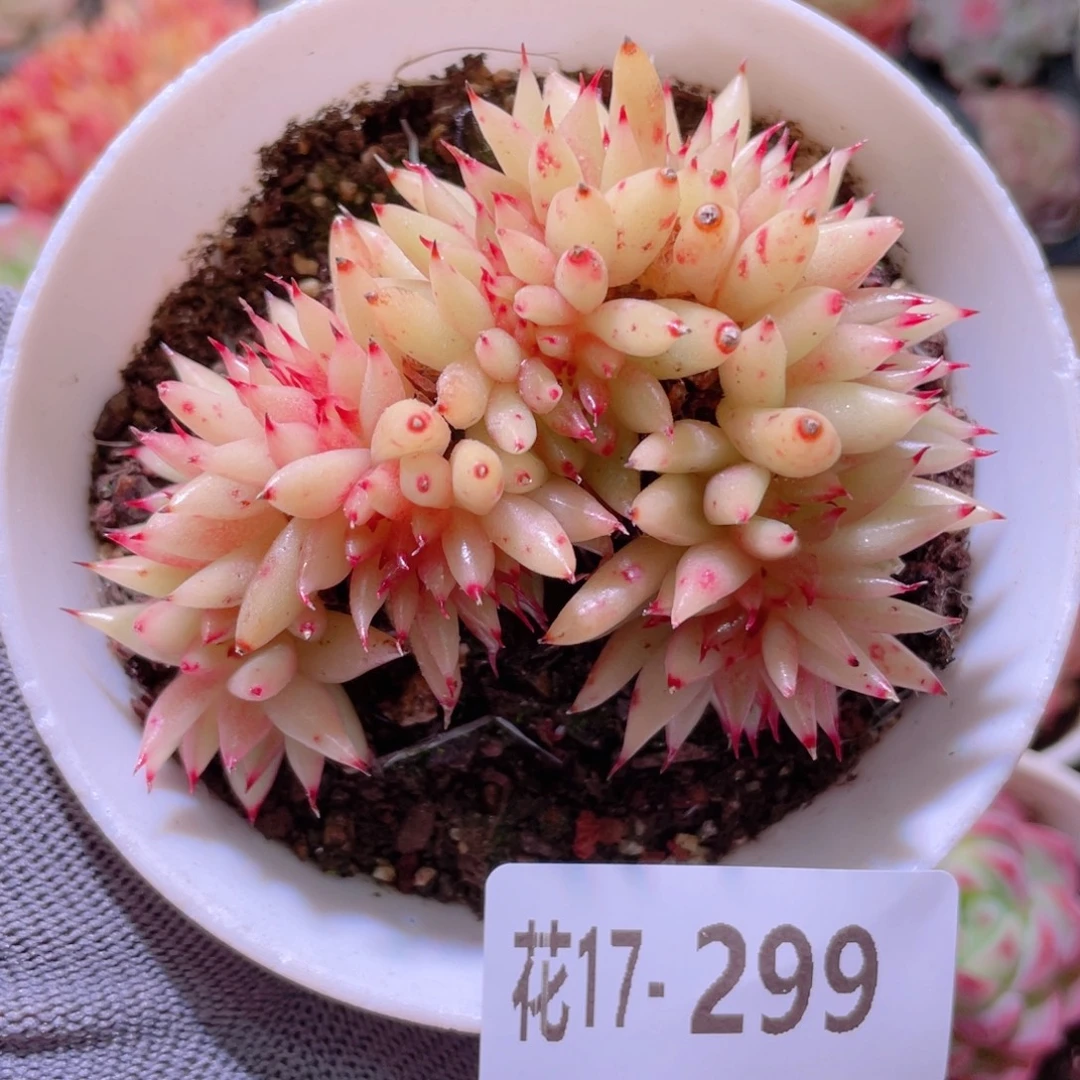 花利美17-299虎鲸
