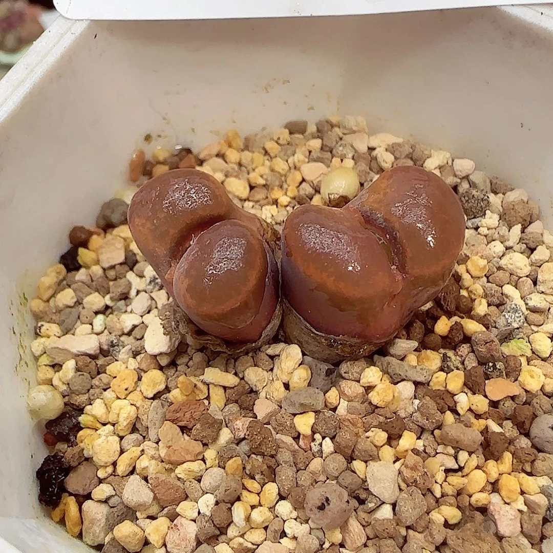 生石花满18包邮1219-80