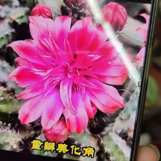 仙人球红花重瓣美花角侧芽