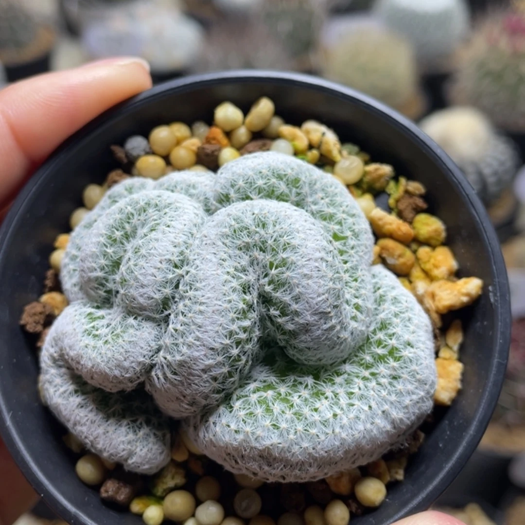 姬春星缀化        自根