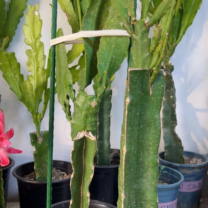 当前无花栽培后可以开花924