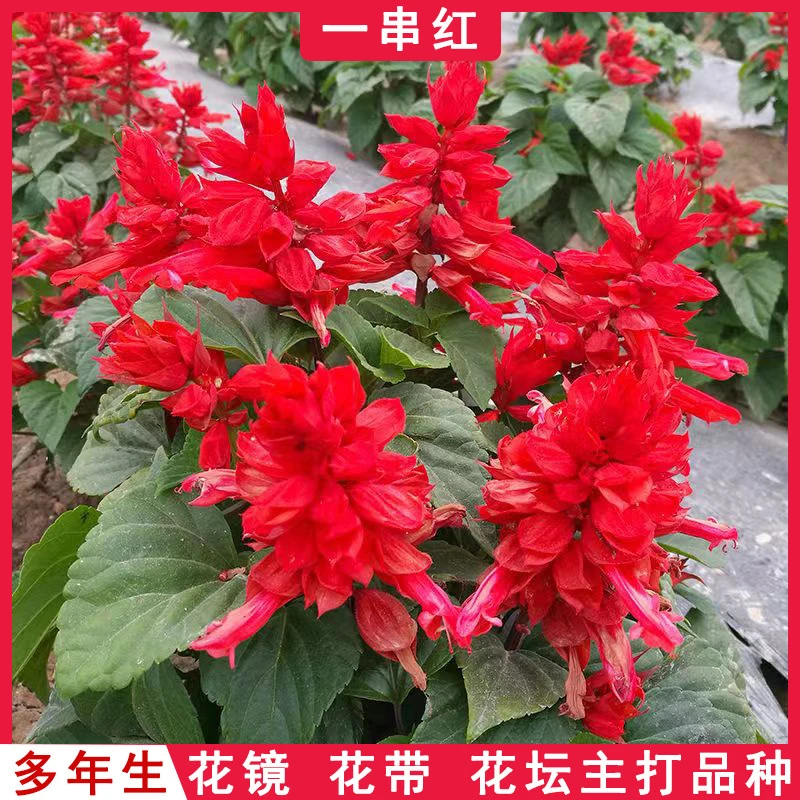 一串红花种子串串红室外庭院室内阳台盆栽花卉易活一串红植物花