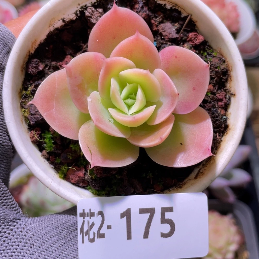 花利美 2-175柠檬酸橙