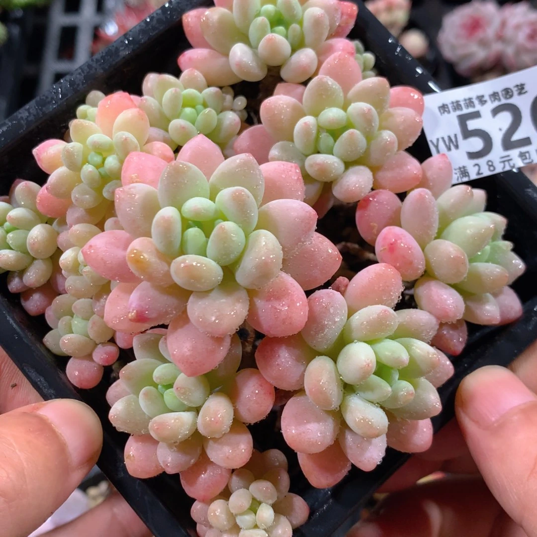 5CM拇指盆精控多肉YW526