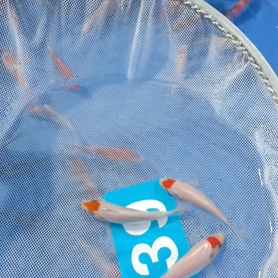 锦鲤5555555555555