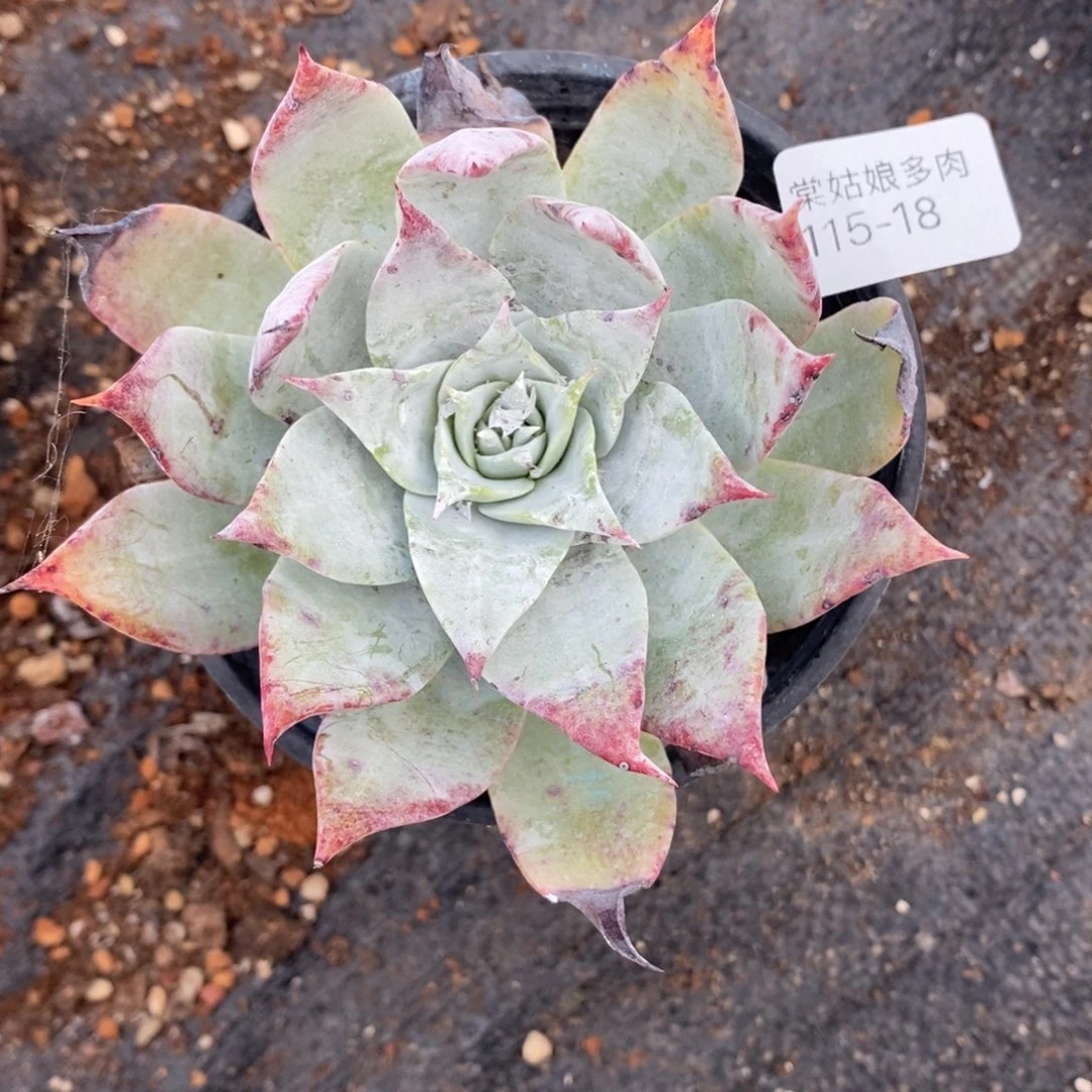 18号雪山小可爱呀