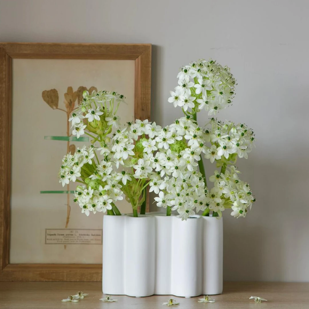 【天鹅绒】高端稀有 清新雅致 简单易养