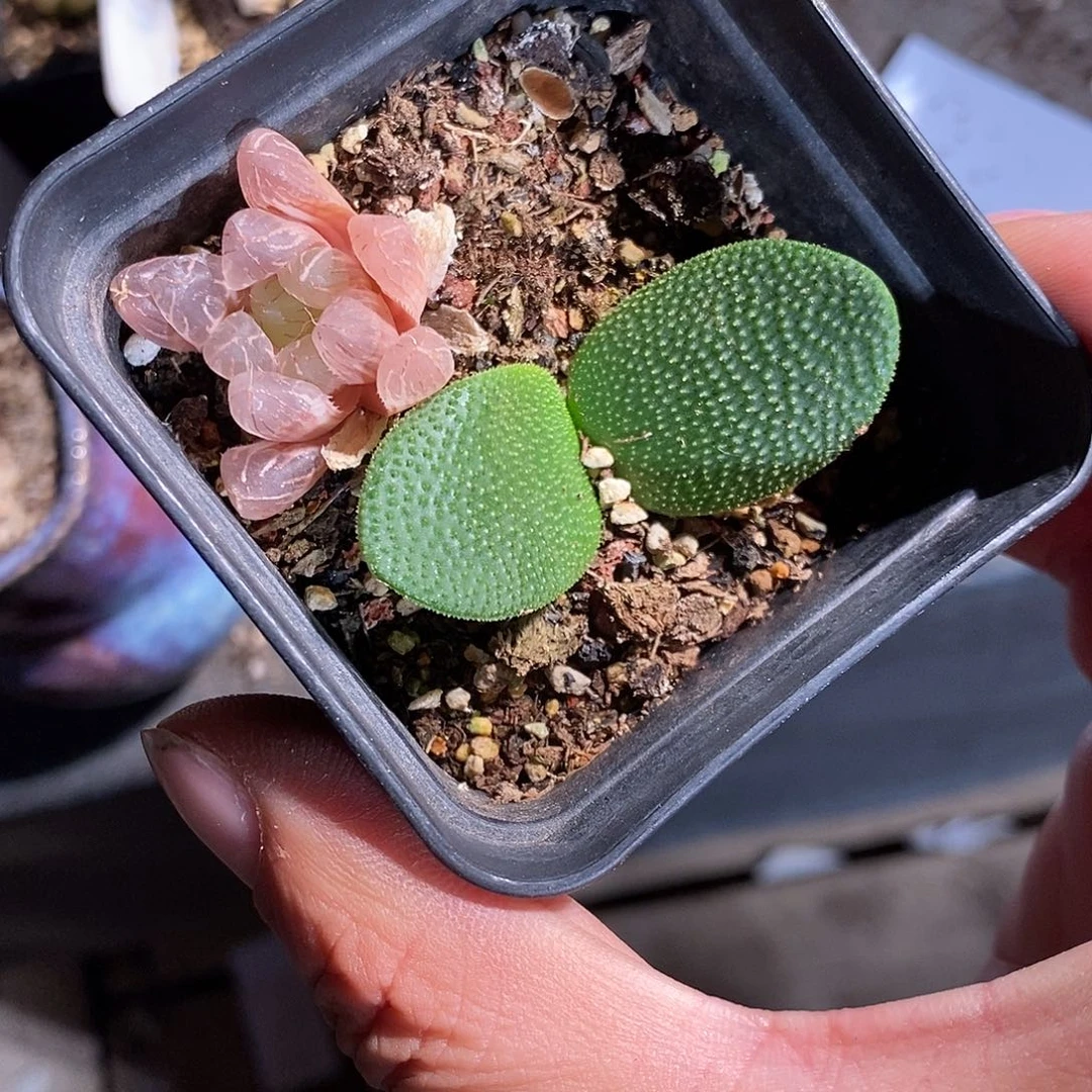 17323。 大叶茅台。