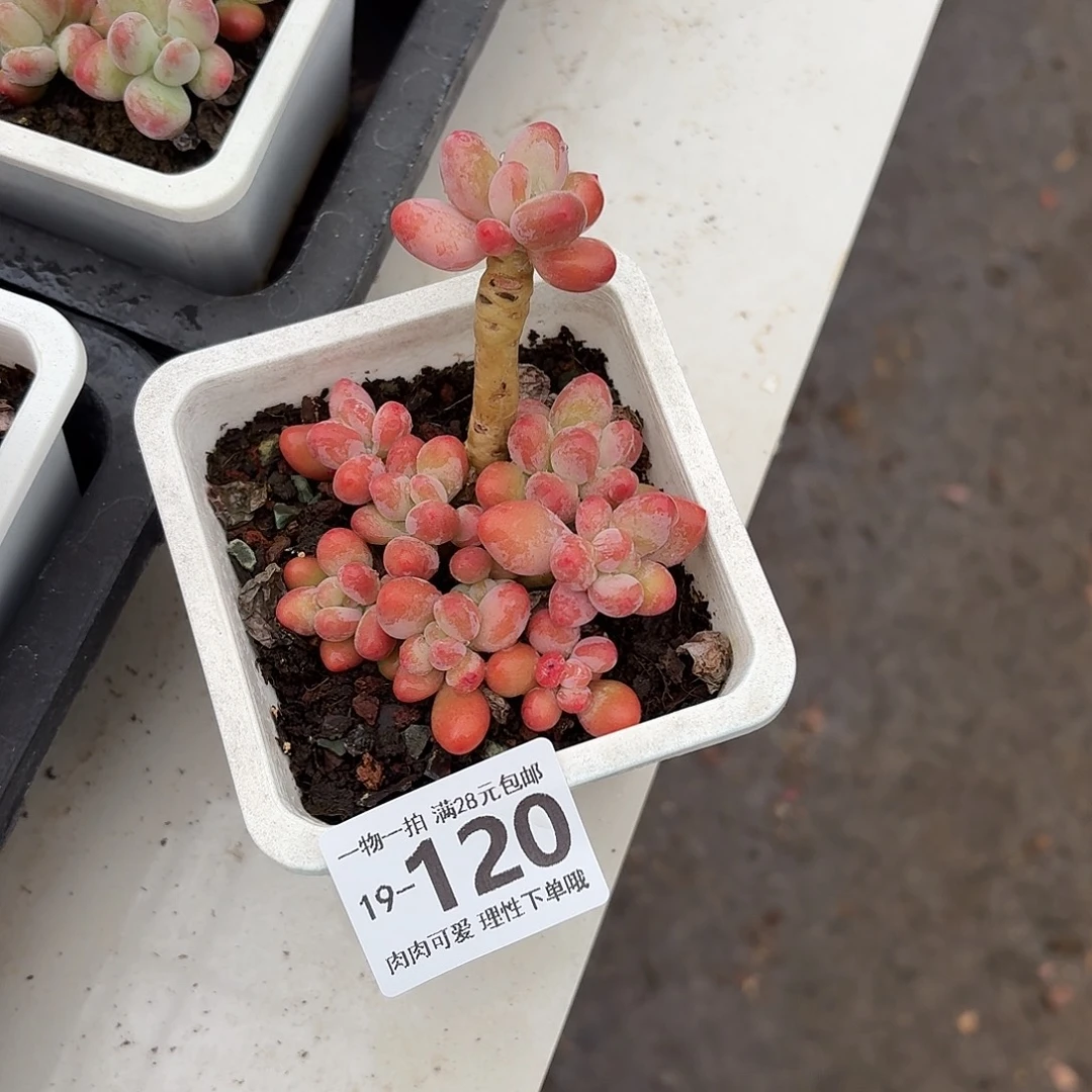 樱花奶多肉无盆土发货