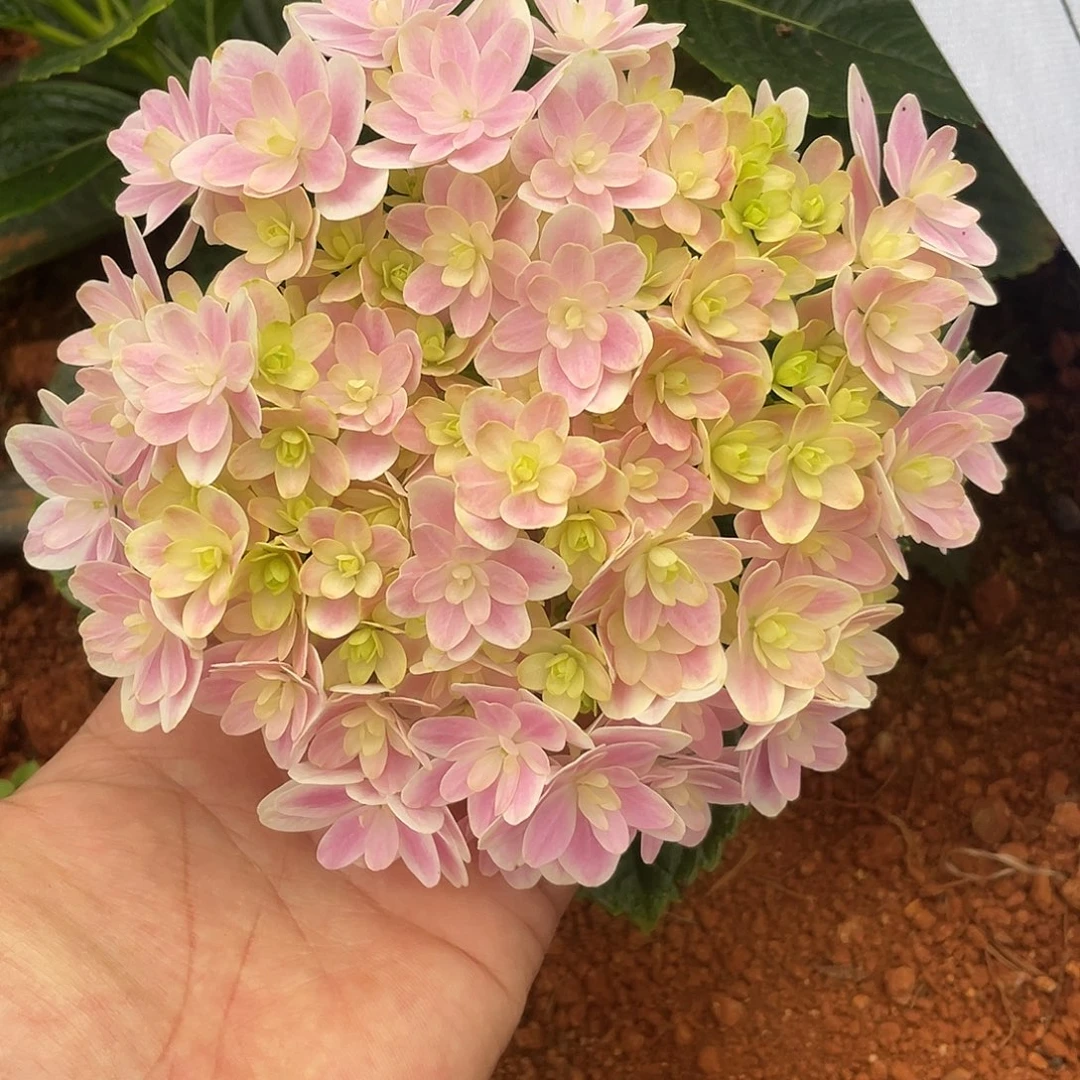 绣球切花一物一拍3枝起包邮，153