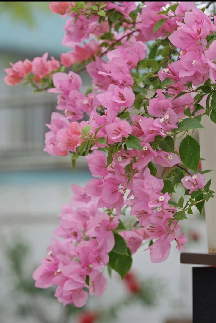 【植得买】 橙粉公主   品种袋苗 包对版