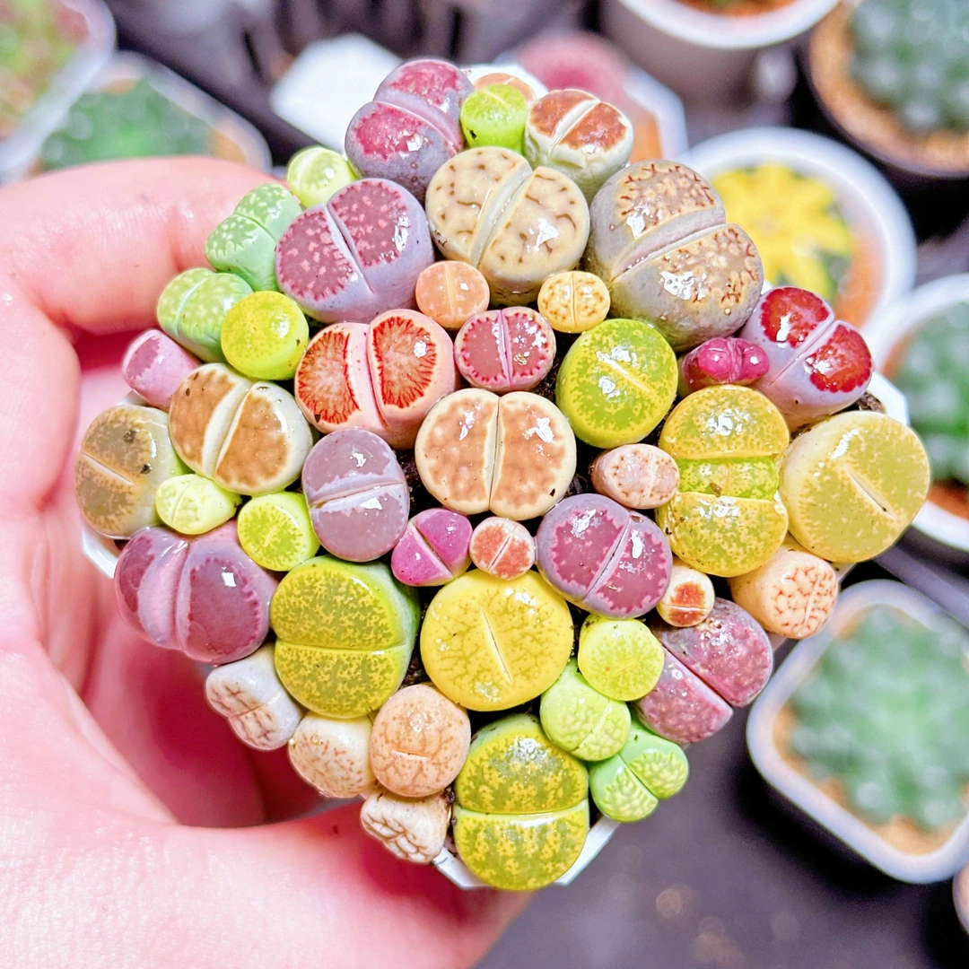 彩拼生石花 带白盆（满16包邮） 种植好原盆土发货 实物品相多肉