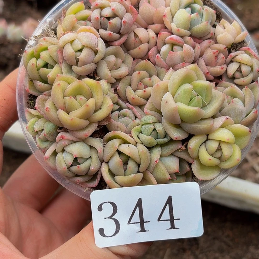 多肉植物多肉植物344