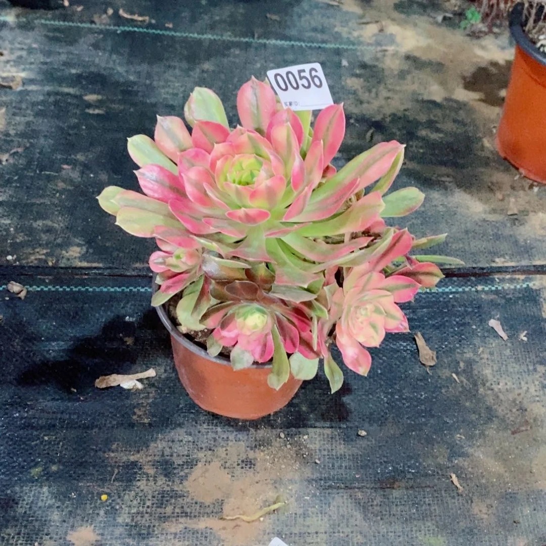 雨**晴红袖0056多肉1111