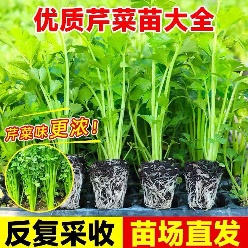 山东寿光芹菜苗秧批发本地水果老品种四季小香芹苗新鲜菜苗大全