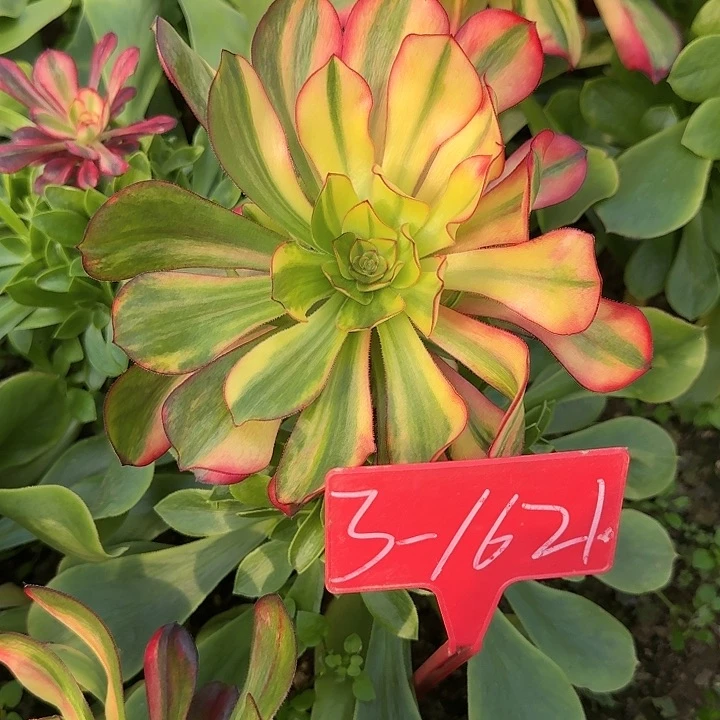 3-1621巫毒七彩多肉法师