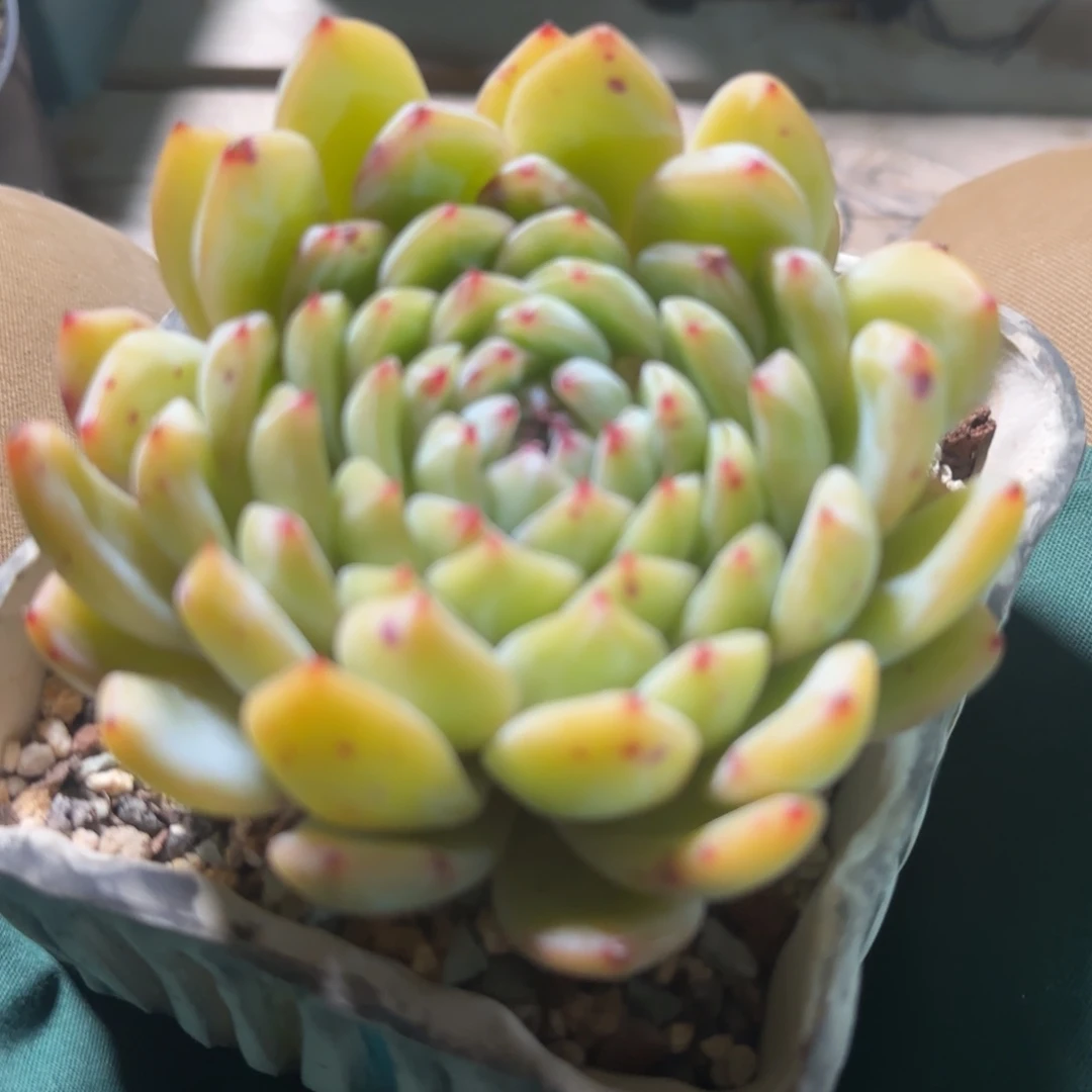 雪花珍妮群生五十包邮