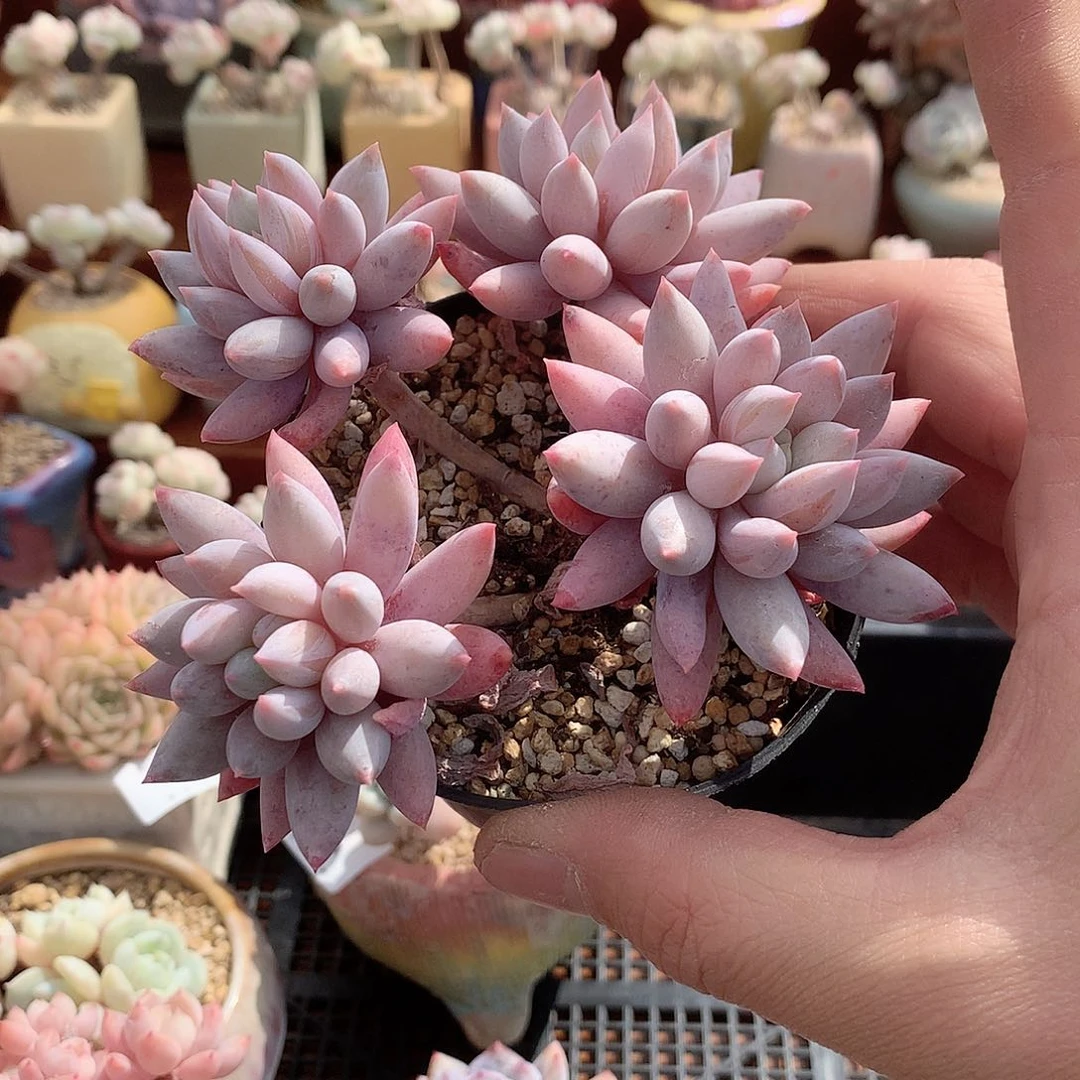 5930所罗门四头多肉一颗12厘米