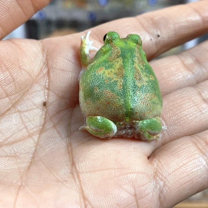 ៸***ﾞ角蛙521号波子角蛙