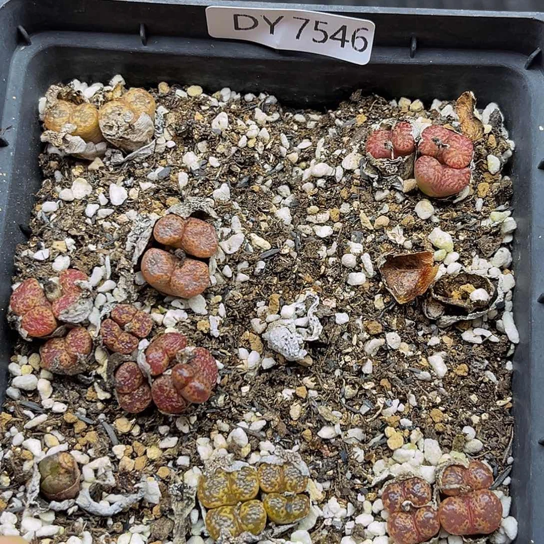 一件包邮一物一拍勋章7546