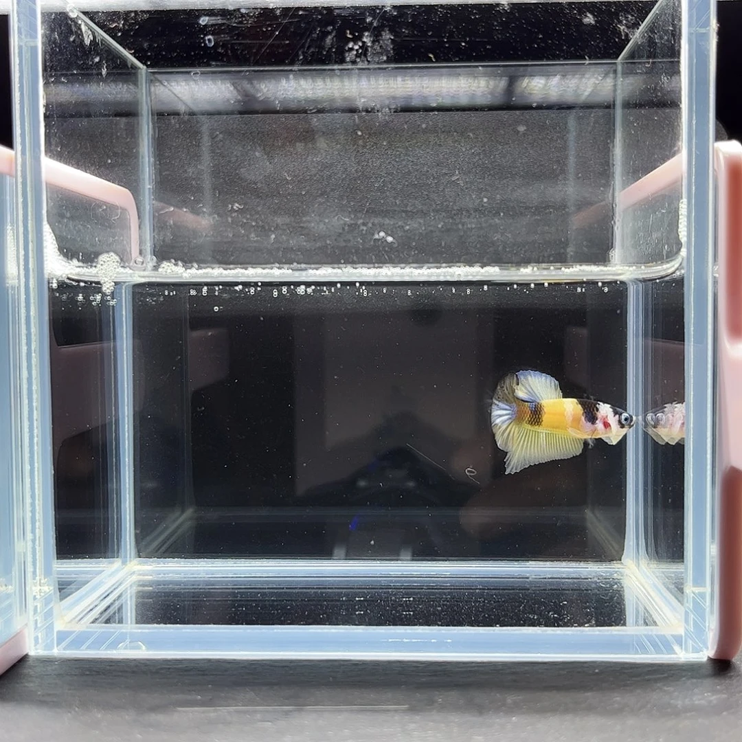 海胆宙斯斗鱼竞拍11-21