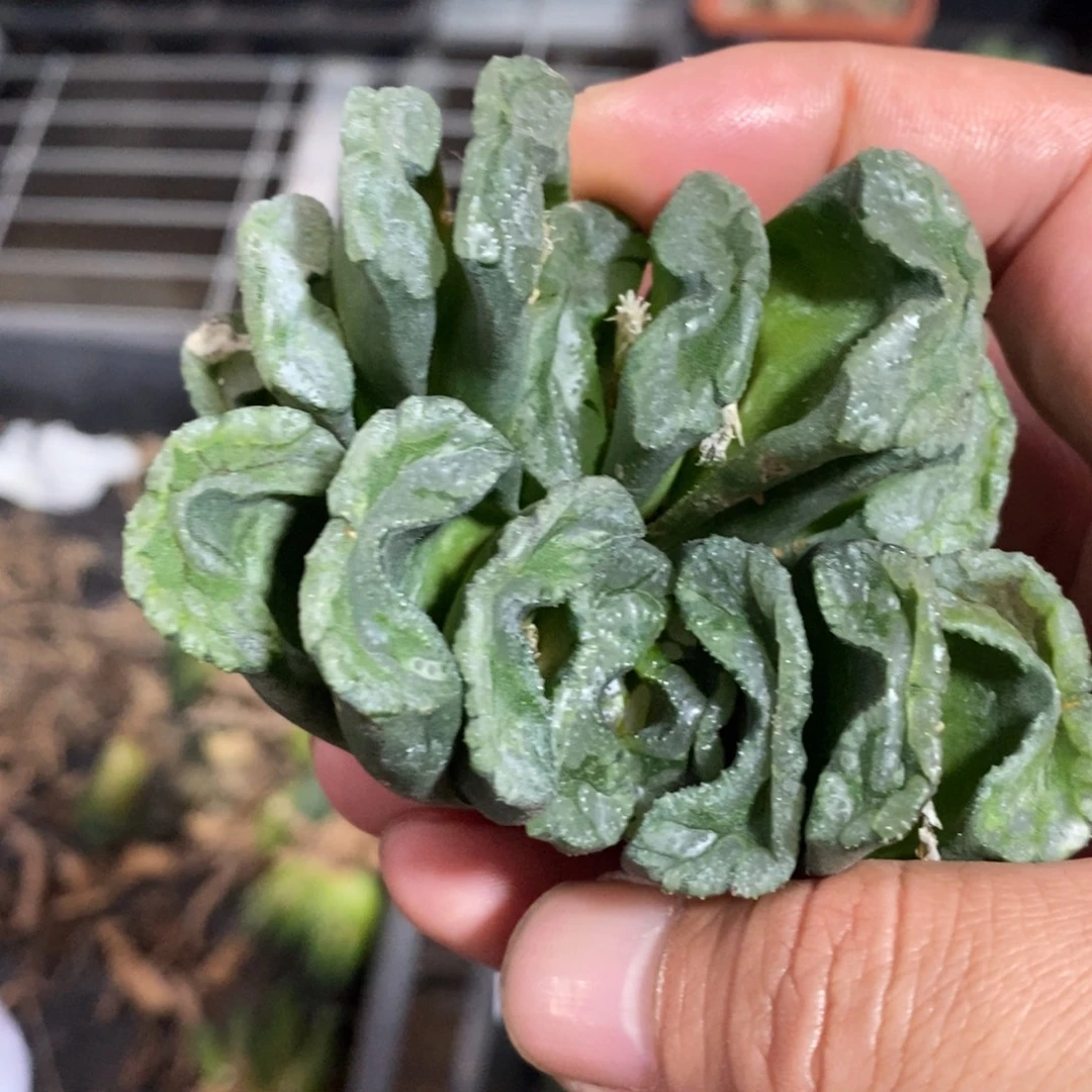 1903 一颗大银法师玉扇 挑最大的发货 主播力荐