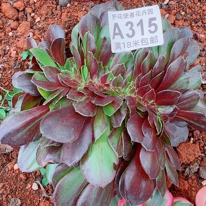 多肉法师好啦血液