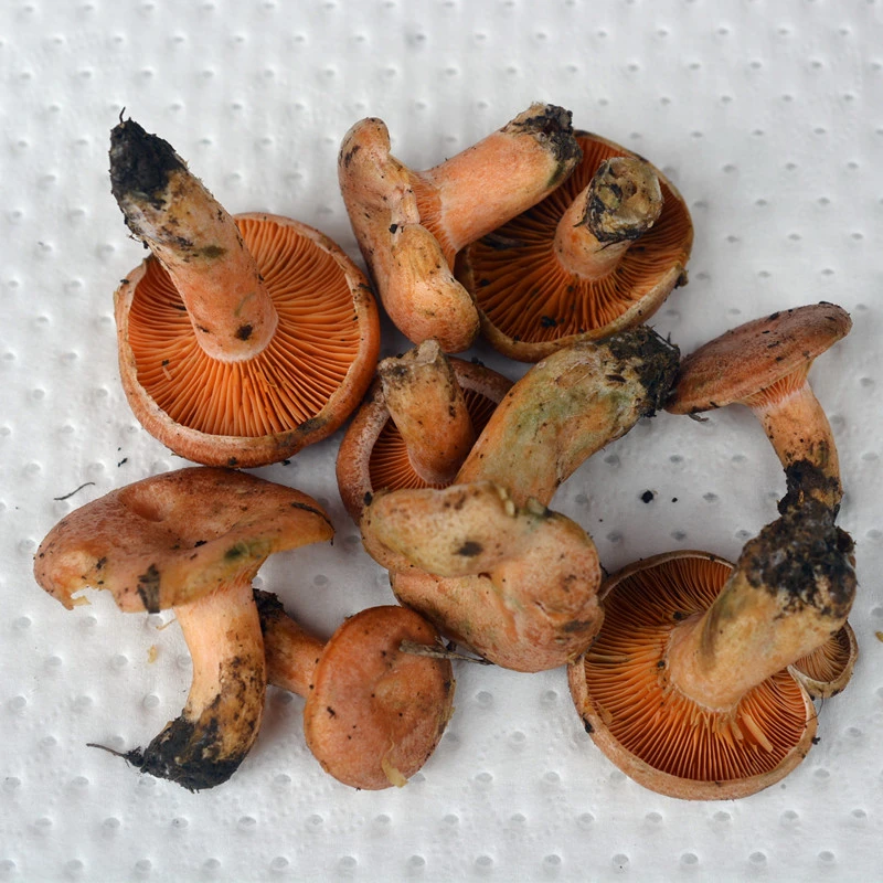 云南新鲜谷熟菌枞树菌枞菌松树菌寒菌现采蘑菇正宗松树菌野生菌子