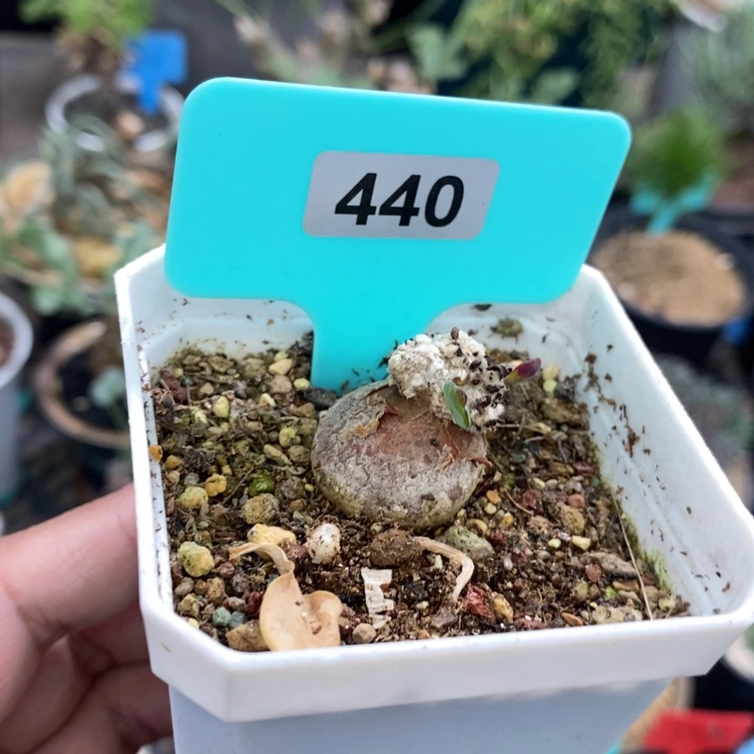 嗯特美厚炖菊多肉植物