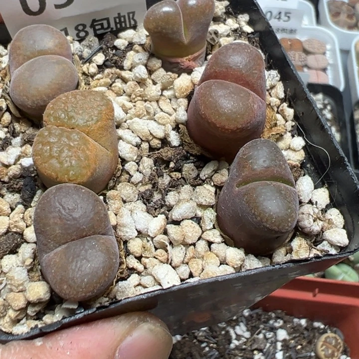 【闪购商品】 054。