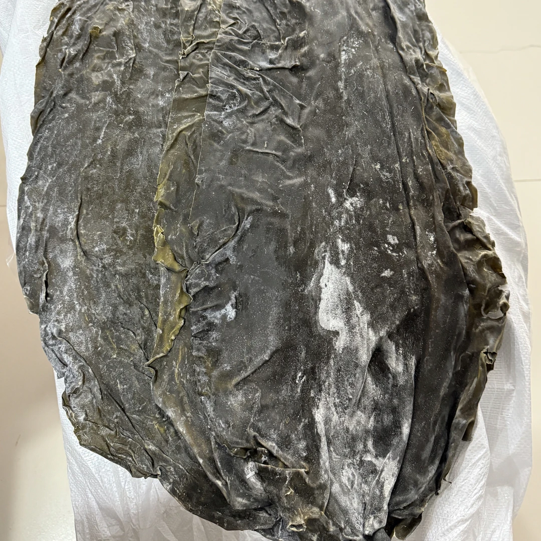 当季长岛海带干海带