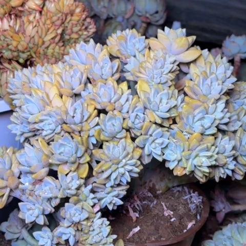 曾*铁多肉植物的植物
