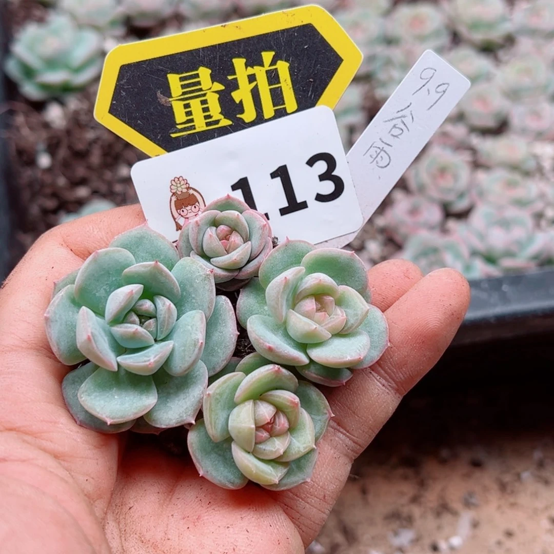 多肉植物多肉植物