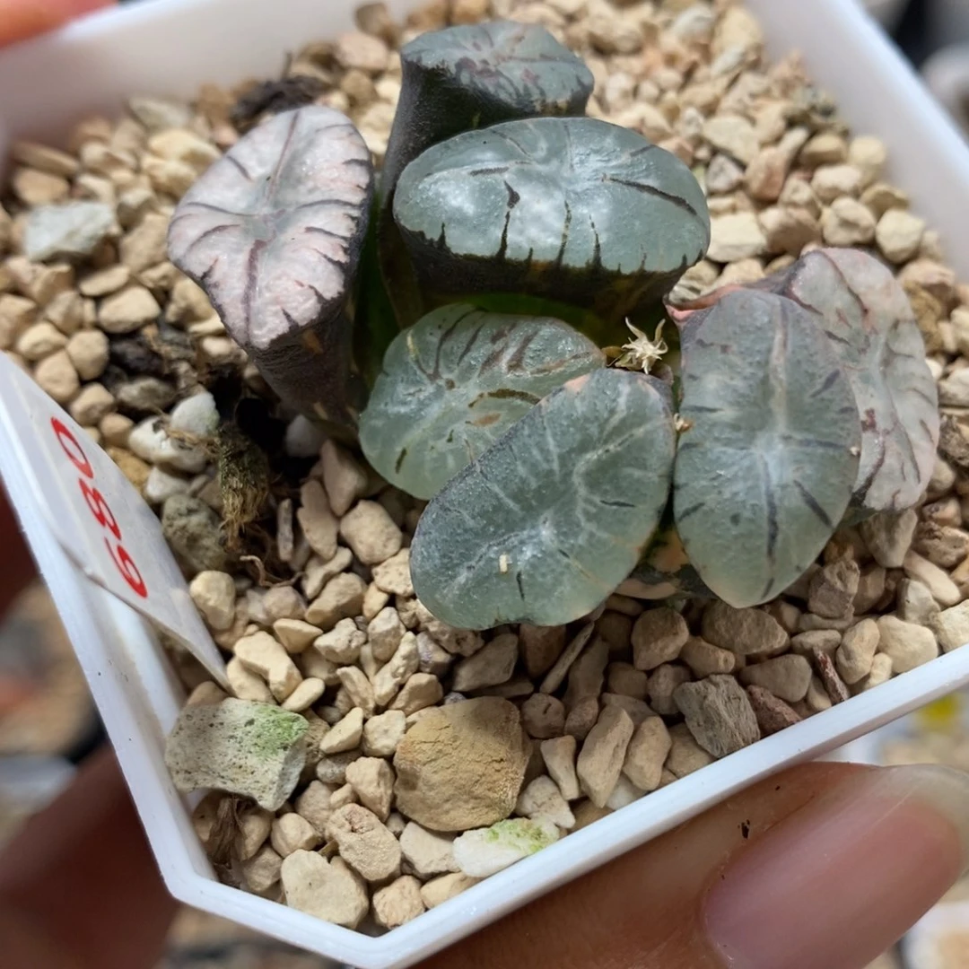 680大紫万象锦一物一拍