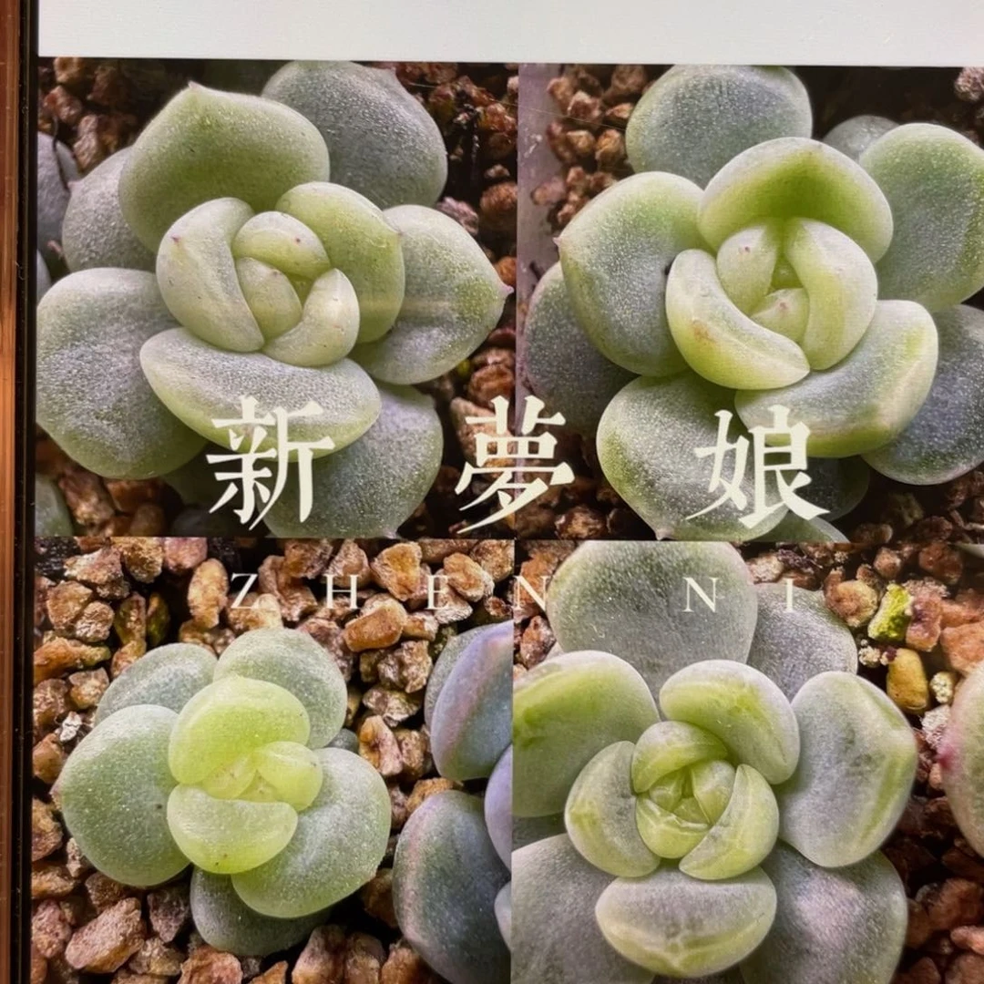 新梦娘20粒，原价36.8，推荐