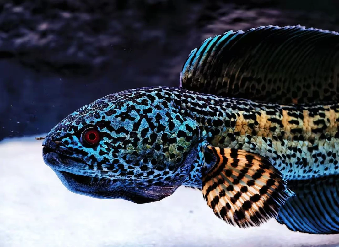 雷龙增色软粮眼镜蛇10厘米淡水大型凶猛观赏鱼