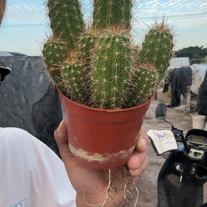 追***在无花朵荣耀哈哈哈哈哈哈哈哈哈