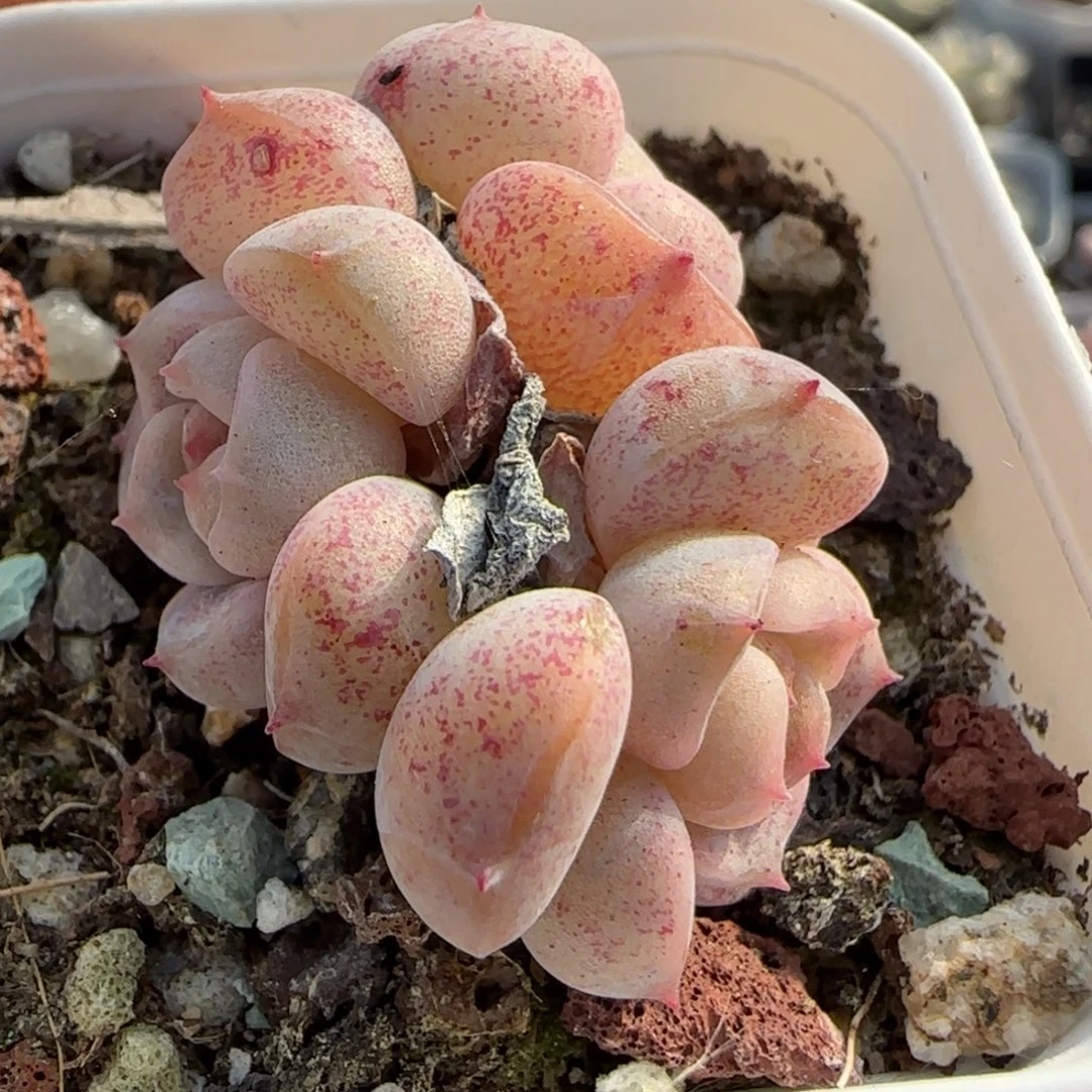 小卡拉米糖心一物一拍