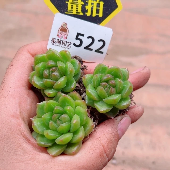 多肉植物多肉植物