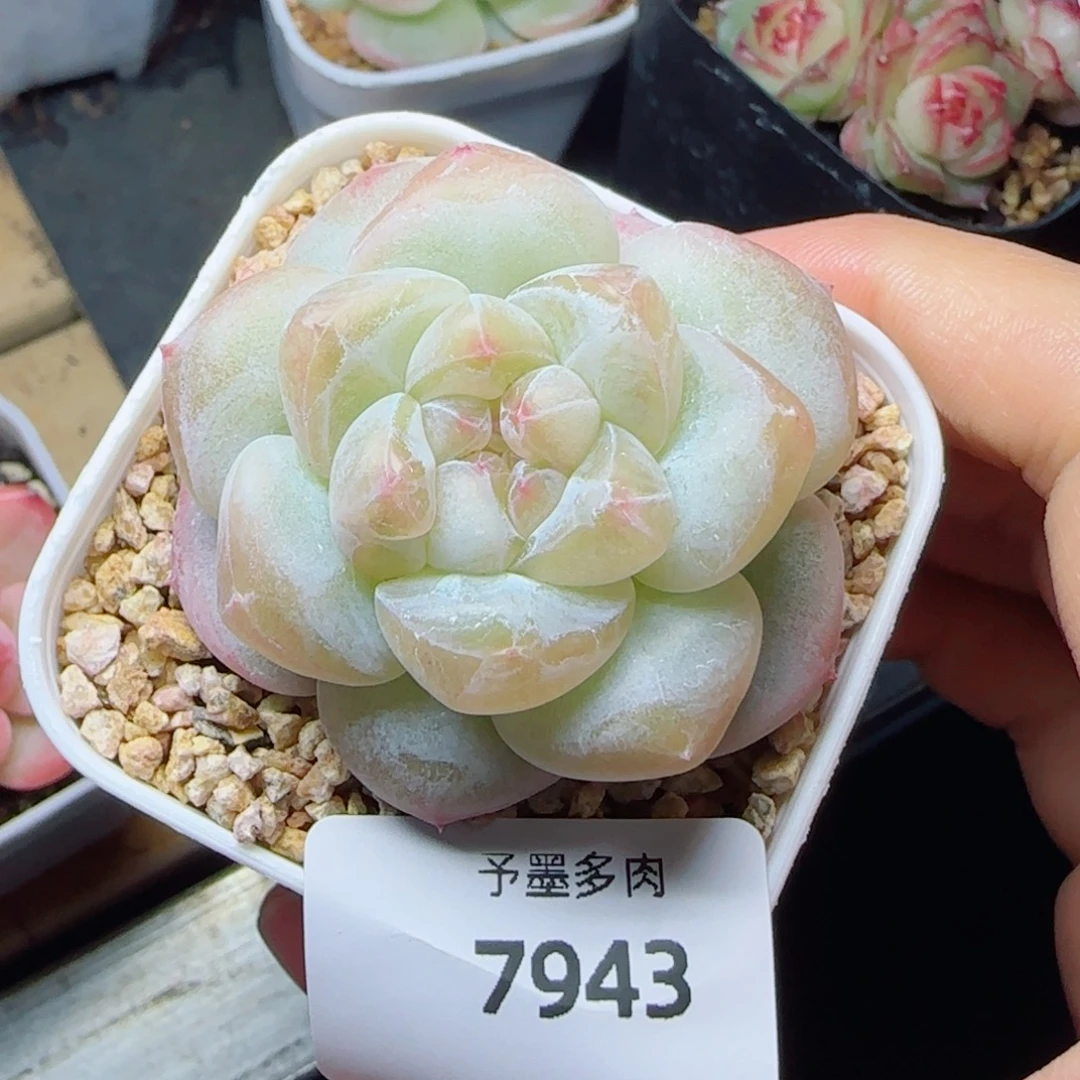 麻薯，7943多肉植物