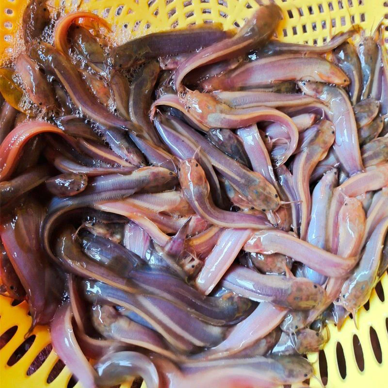 广东本地塘鲺鱼土塘角3-7公分淡水养殖可食用场地直销鲜活水产