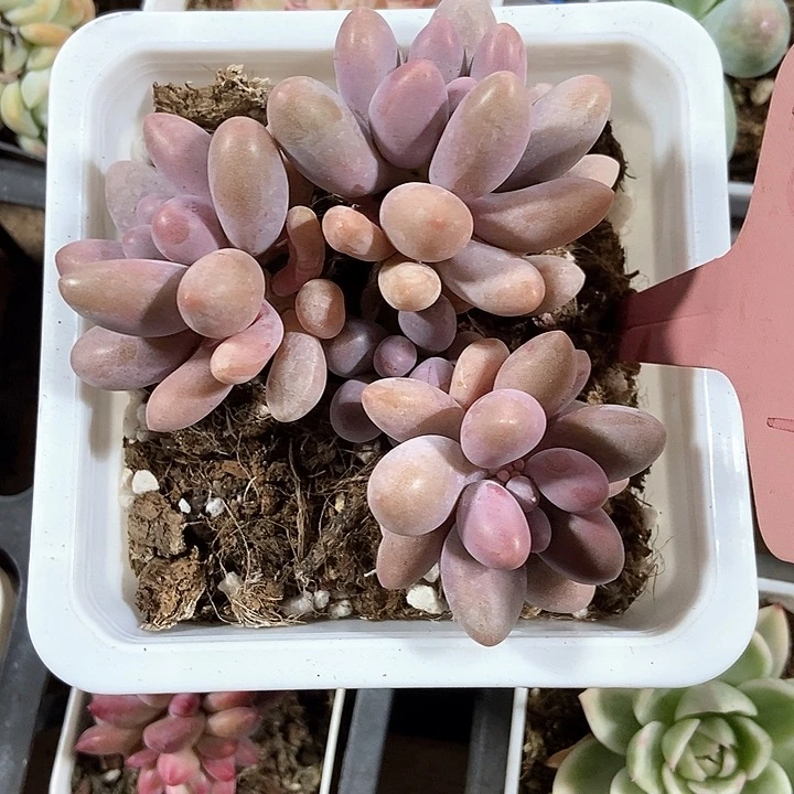 多肉植物粉色恋人1827