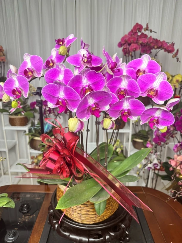 蝴蝶兰 （情人2号）应季爆发 热度高上新扶持