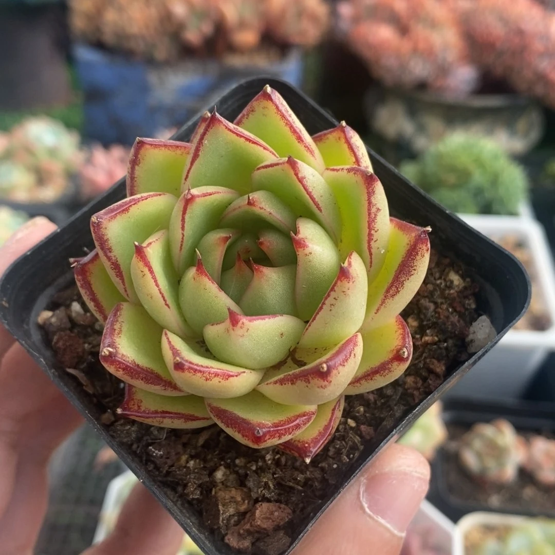 黄皮乌木杂交单头一物一拍