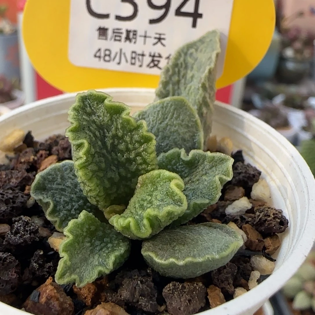福利。  394。