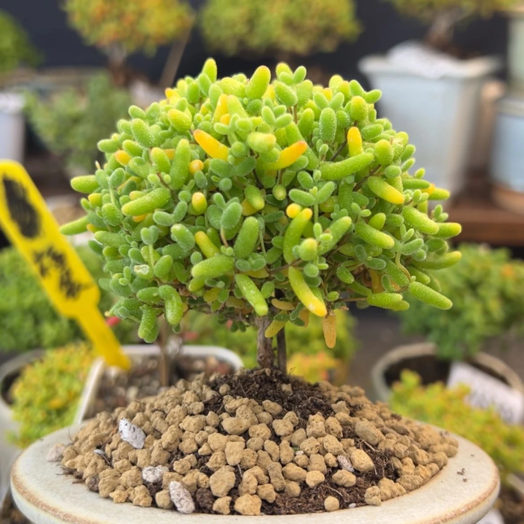 【闪购商品】dy6865棒棒糖蜜橘冠幅7.5不含盆
