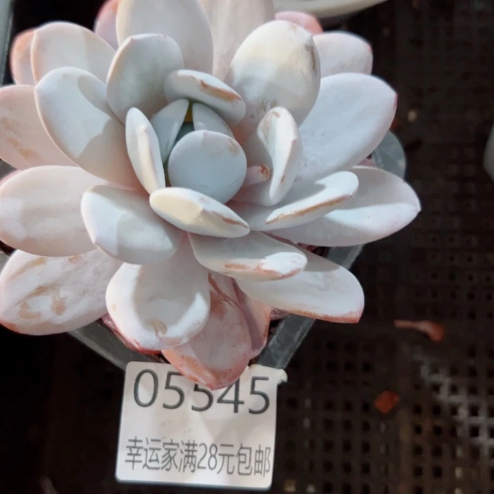 幸运的是我还没遇到你呢